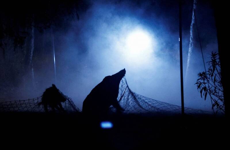 科内杰罗团队使用捕捉网抓野猪。（路透）(photo:LTN)