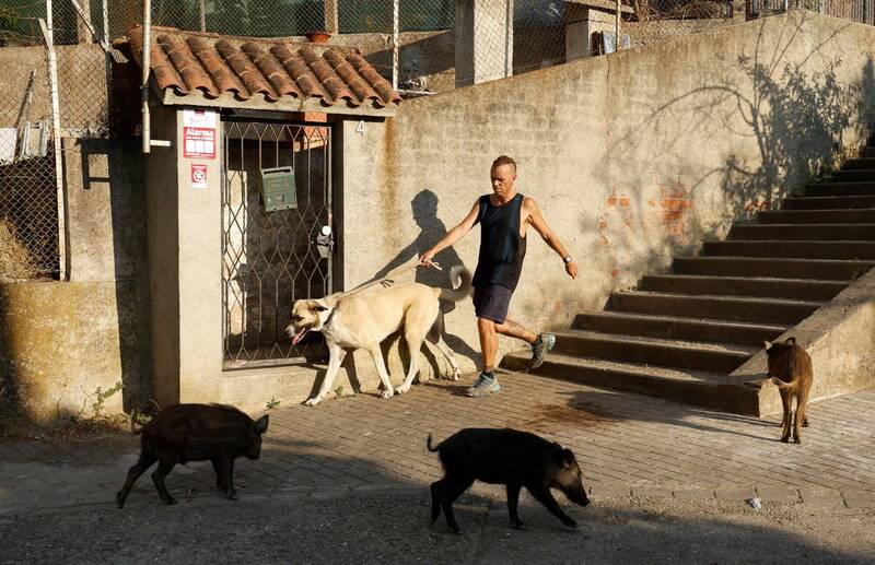 民众遛狗遇到野猪群。（路透）(photo:LTN)
