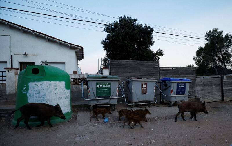 西班牙各城市市郊出现大批野猪。（路透）(photo:LTN)