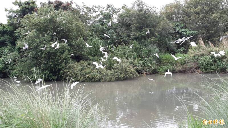 台東市太平溪濕地鳥類豐富。（記者黃明堂攝）