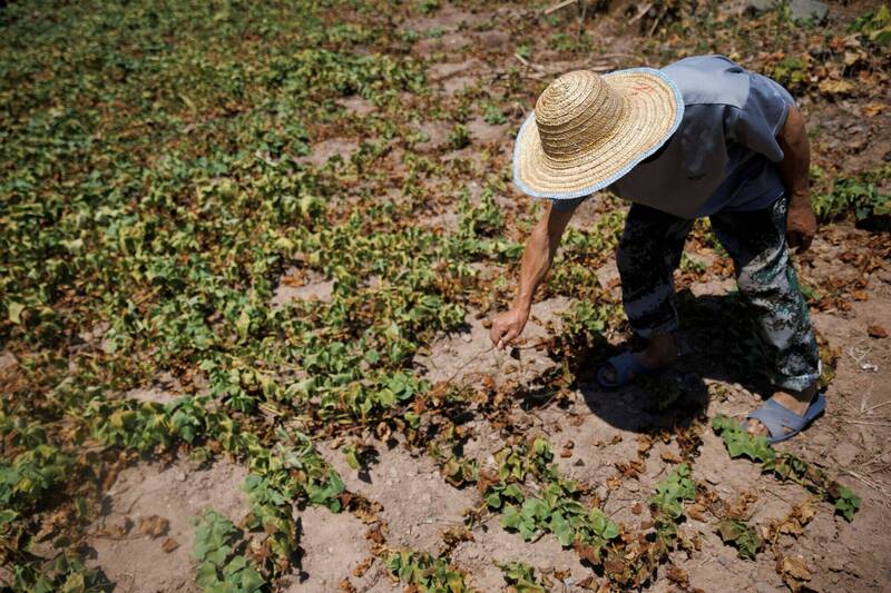 重庆1名老农19日巡视他的干枯的蕃薯田。（路透）(photo:LTN)