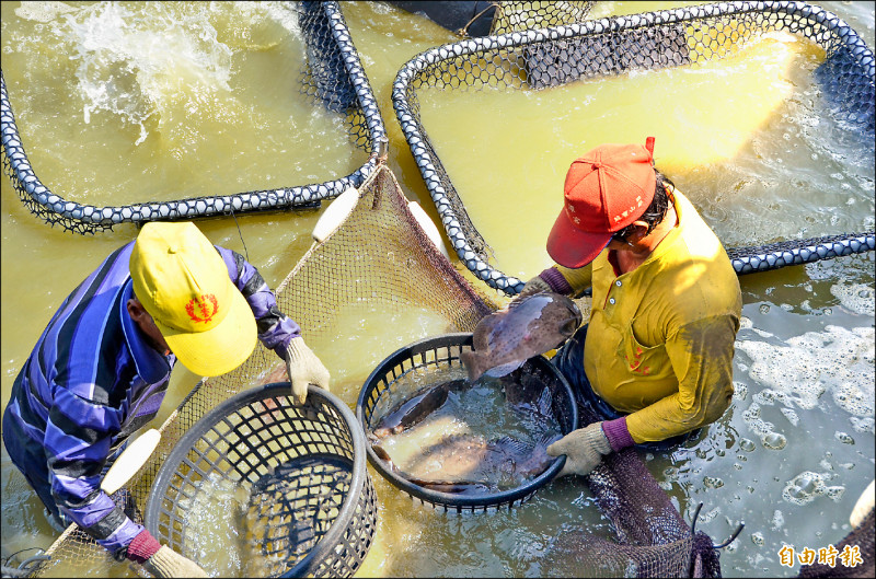 石斑魚是養殖水產保險的魚種。（資料照，記者葉永騫攝）