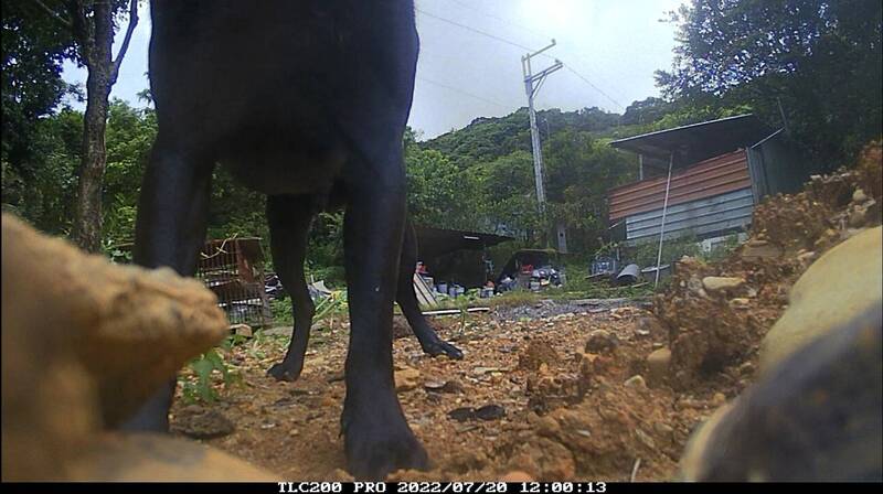 違法業者飼養的小黑狗，曾多次嗅聞稽查人員埋設的監視器。（環保局提供）