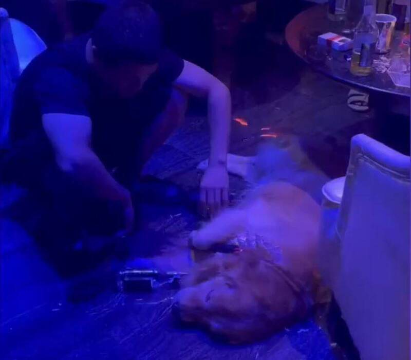 中国湖南有一只黄金猎犬跟着主人出门聚餐，因为好奇偷偷舔了几个酒瓶，没想到当场喝醉倒地不起。（图取自微博）(photo:LTN)