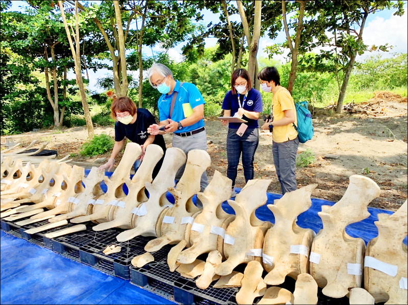 二○二○年台灣發現首例擱淺藍鯨，海洋保育署（海保署）與成功大學、海洋生物博物館攜手合作，將以藍鯨骨骼3D建模技術輔助原件修復，目前成大完成前置處理的藍鯨骨骼約有一百五十六塊，預計明年暑假在國立海生館亮相。（圖︰海保署提供，文︰記者洪臣宏）