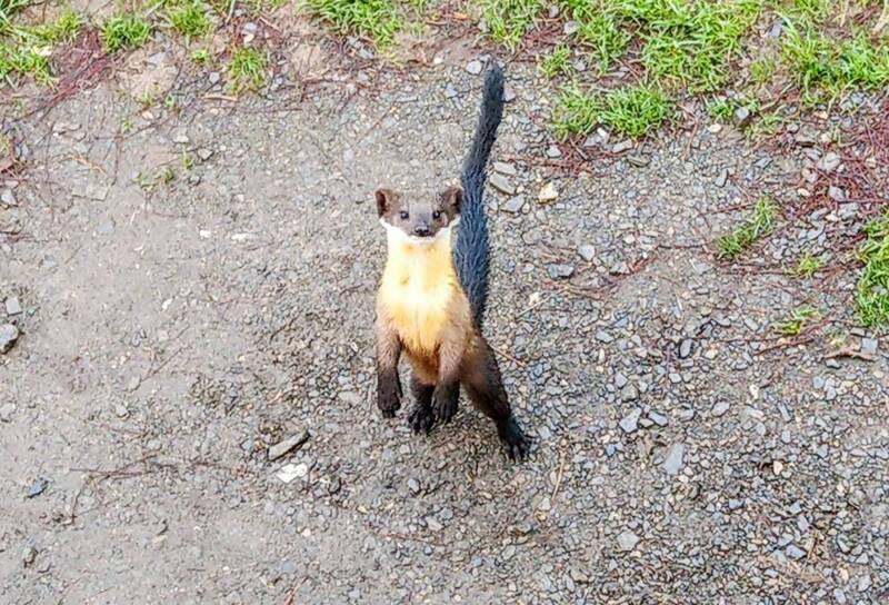 太魯閣國家公園內的「小可愛」保育類動物黃喉貂，出現向遊客討食的行為。（太管處提供）