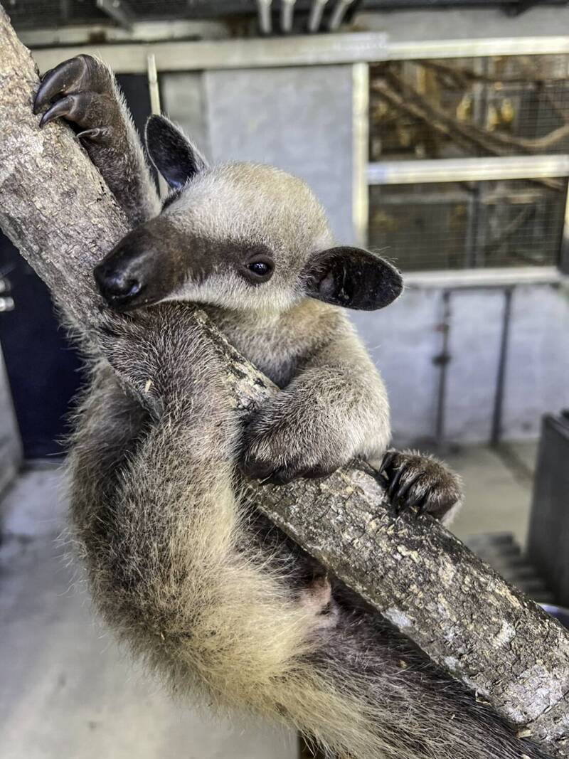 台北市立動物園的小食蟻獸「紅包」滿3個月大，是健康活潑的小男生。（台北市立動物園提供）