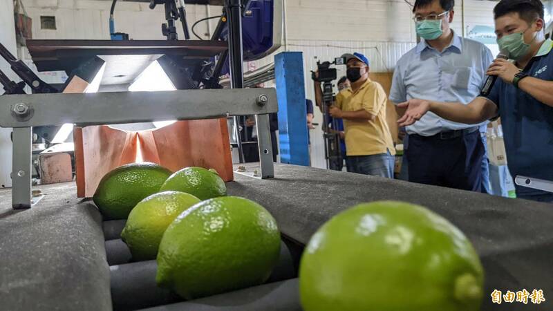 農業局協助全國最大黃檸檬供應農場「悠綠客」，全國首創附掛式AI檸檬選果機，見證「電腦嘛ㄟ揀檸檬」。（記者陳文嬋攝）