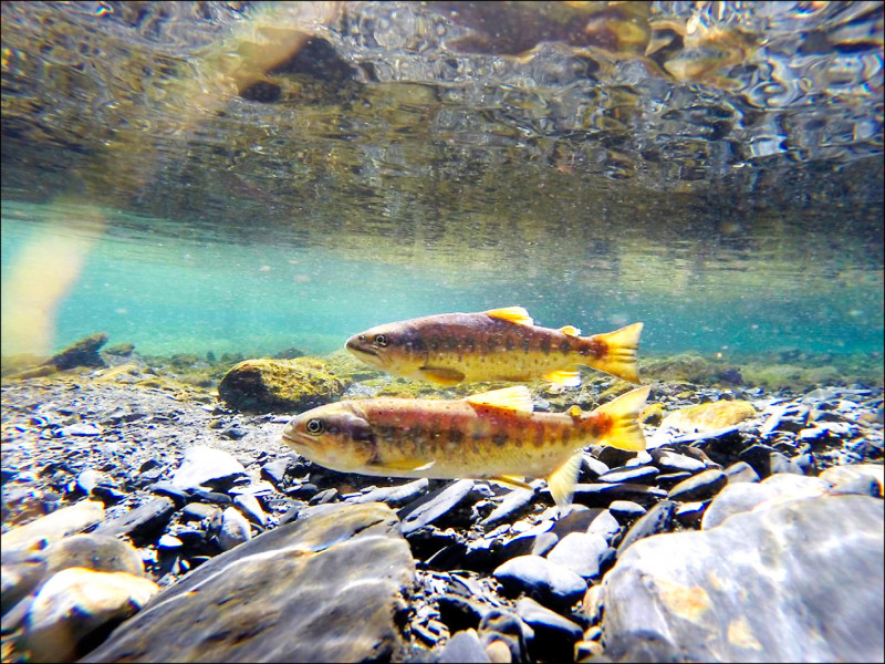 國寶魚櫻花鉤吻鮭棲地檢出塑膠微粒，雪管處研擬長期監測。
（雪管處提供）