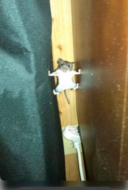网友贴出会飞檐走壁的老鼠照片。（图取自爆废公社公开版）(photo:LTN)