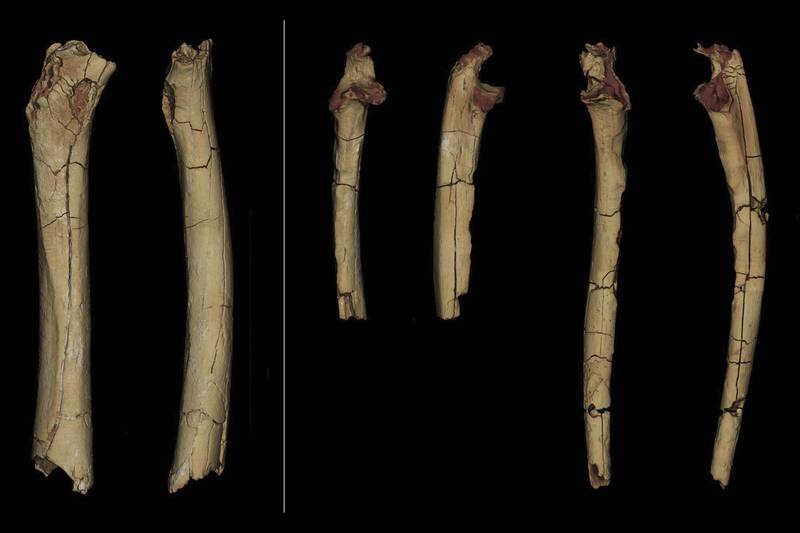 法国科学家研究查德沙赫人的大腿骨化石，重新证明这种出现于距今700万年前的最古老人属，除了可以在树丛间攀爬之外，还能以双足直立行走。（美联社）(photo:LTN)