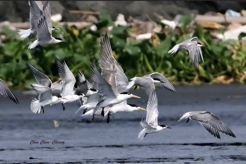 沒風災 高屏溪口成燕鷗快樂天堂雛鳥隨親鳥跨海來台 生活 自由時報電子報 沒風災 高屏溪口成燕鷗快樂天堂雛鳥隨親鳥跨海來台 生活 自由時報電子報