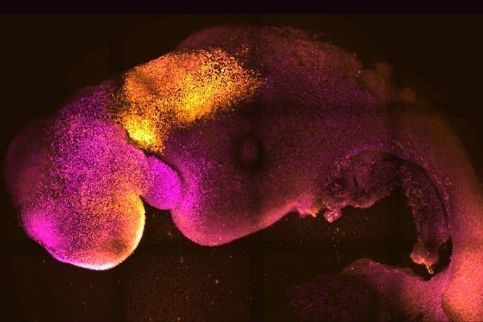英国剑桥大学一个研究团队近日利用干细胞，创造了「合成」小鼠胚胎，过程并不涉及卵子或精子，合成胚胎只存活了约8天，但赶上了大脑开始发展的阶段。（美联社）(photo:LTN)