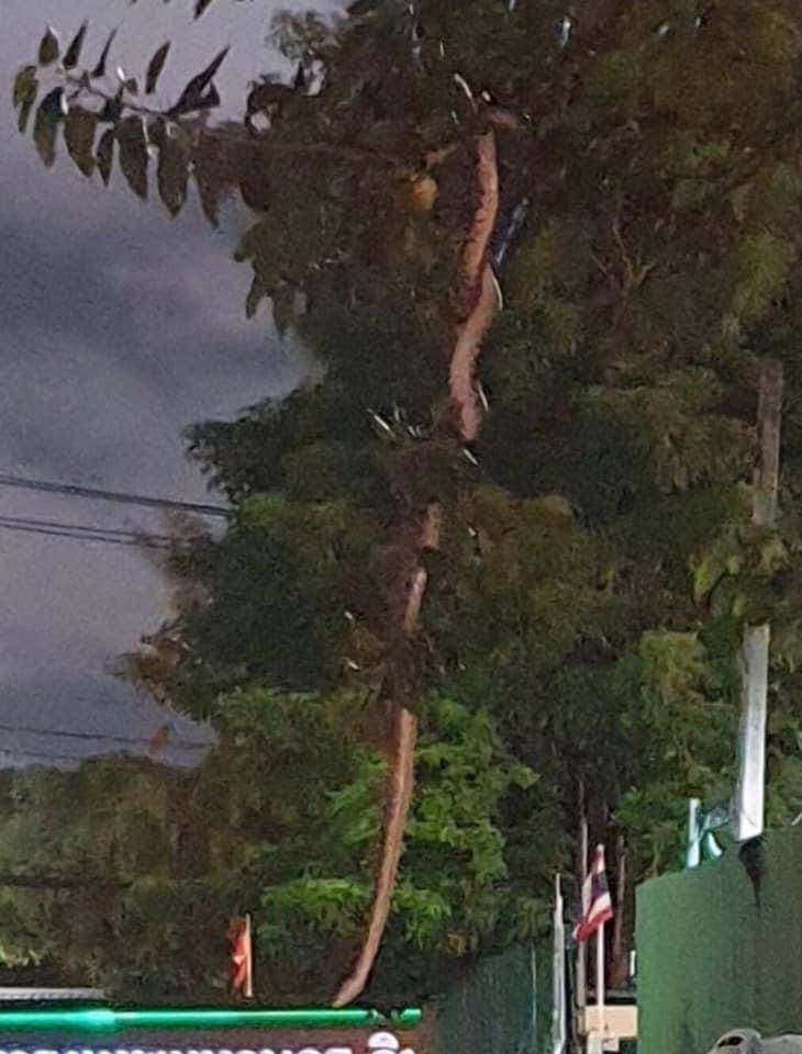 长约3公尺的巨大蟒蛇就出现在曼谷的巷子中，悬挂在树上。（图翻摄自脸书Nick Wildlife）(photo:LTN)