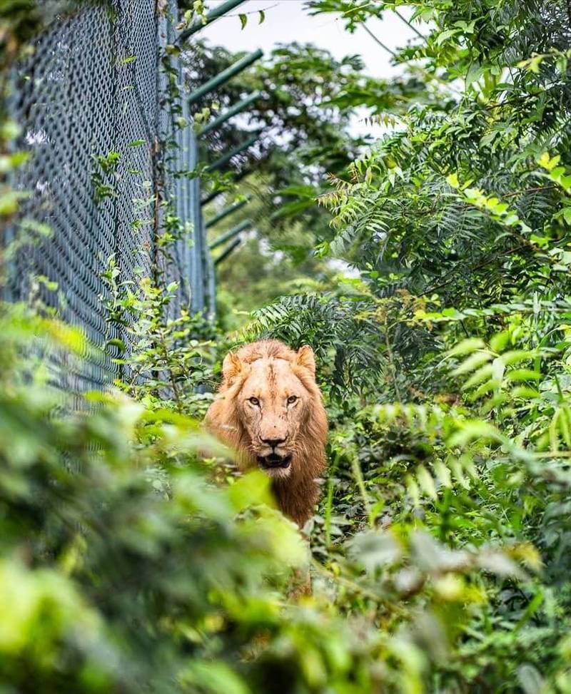 男子闯入动物园惨遭狮子攻击死亡。（示意图，图翻摄自ACCRA ZOO脸书）(photo:LTN)
