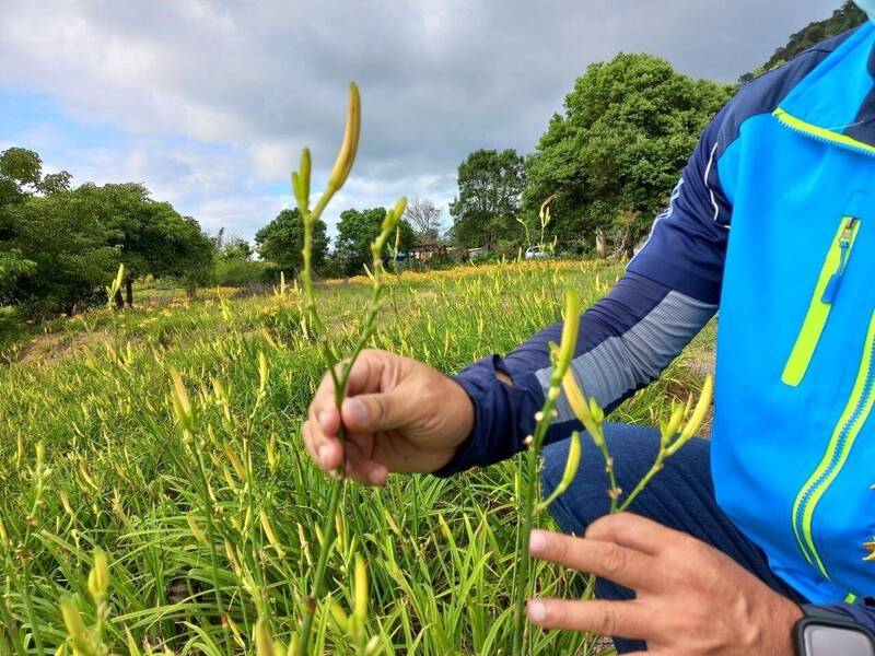 玉里鎮赤科山金針菜今年少雨造成歉收，往年抽長的花梗可以輪著抽花十幾個，今年花梗普遍短小。（玉里鎮公所提供）