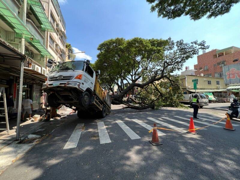 前鎮區一顆大型路樹，不明原因根部鬆動而傾倒，當場重壓旁邊的大貨車，造成大貨車頭翹起懸空。（圖由讀者提供）