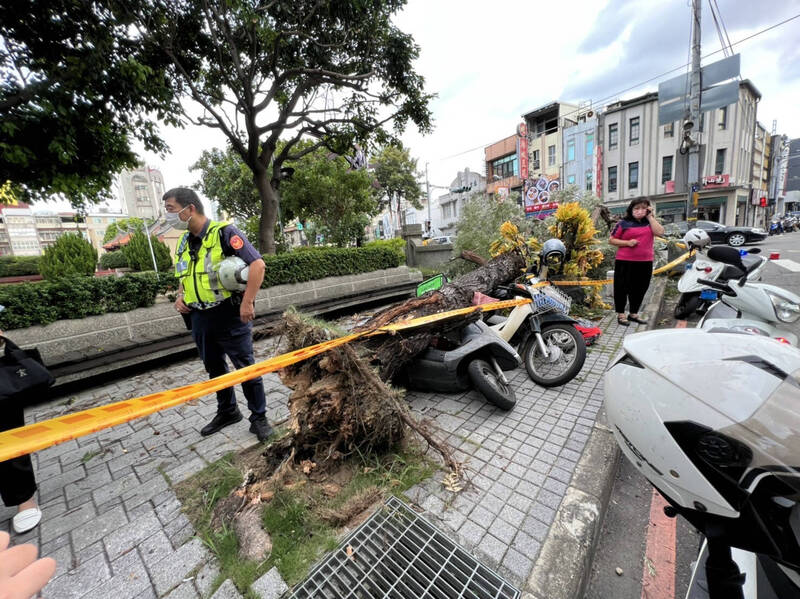 彰化市中華路大樹倒塌壓到3輛機車，造成1人受傷送醫。（記者湯世名翻攝）