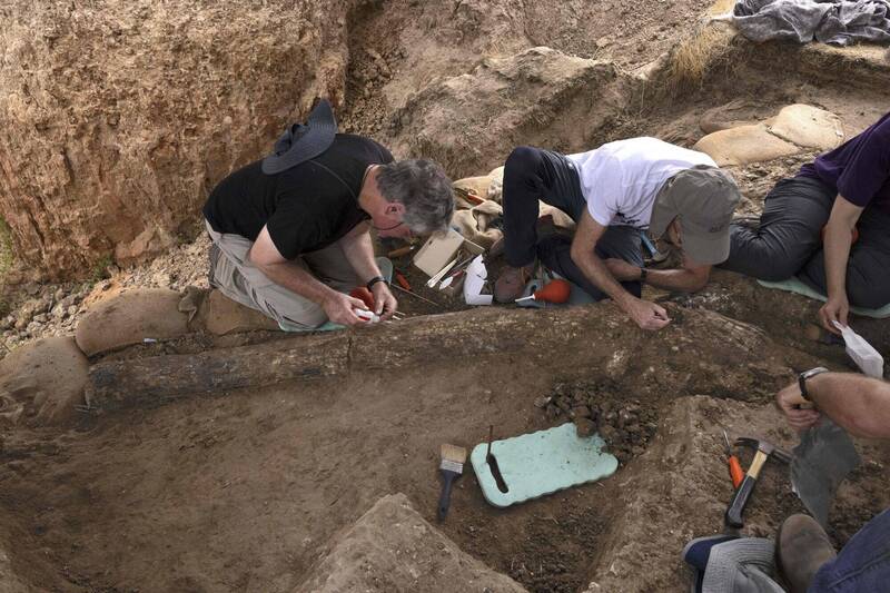 根据在附近发现的石器遗址，出土的2.5公尺长象牙可追溯到约50万年前。（法新社）(photo:LTN)