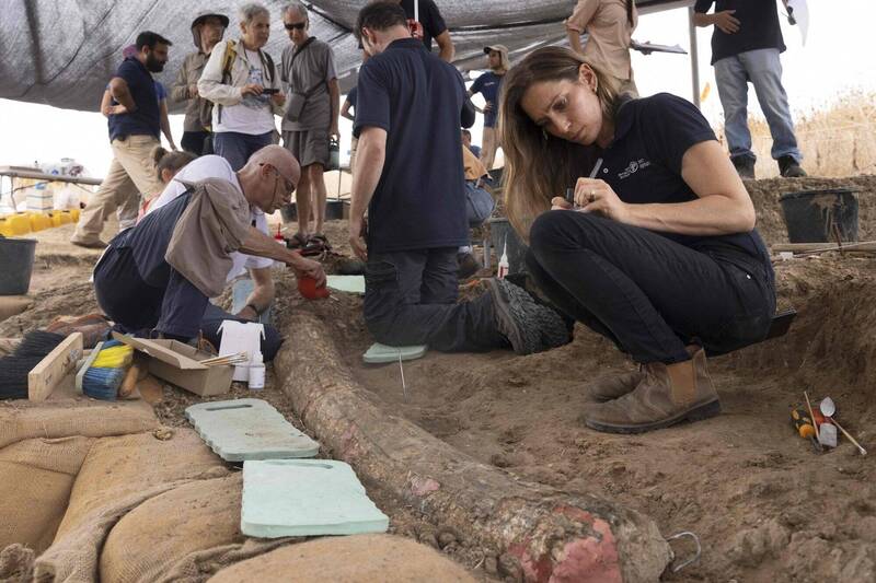 考古学家在以色列发现了早已灭绝的古菱齿象（Palaeoloxodon antiquus）的象牙化石，全长2.5公尺。（法新社）(photo:LTN)