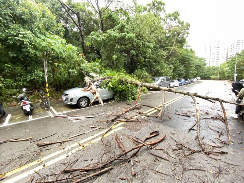 新北市淡水區紅樹林路102號附近今天上午發生路樹倒塌。（新北市政府消防局提供）