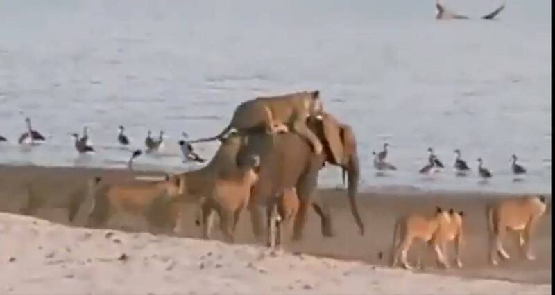 小象力戰14隻獅子影片曝 運用智慧擺脫攻擊嘗試反殺