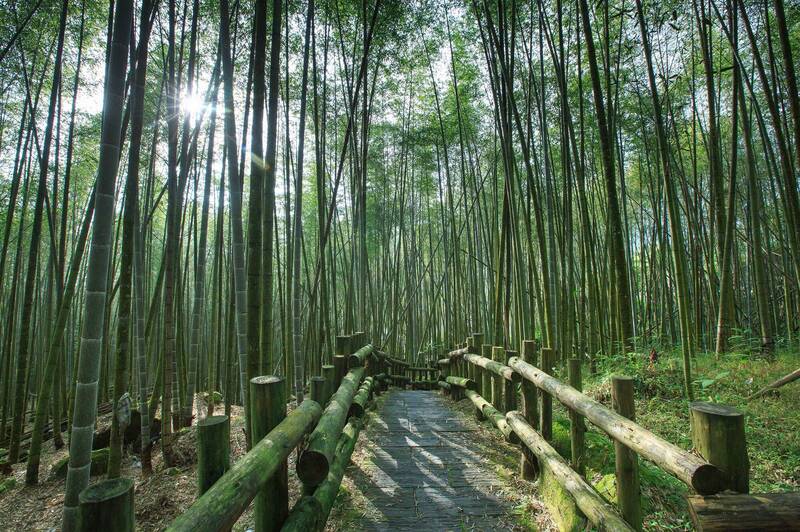 嘉義低難度步道之一的迷糊步道。（記者蔡宗勳翻攝）