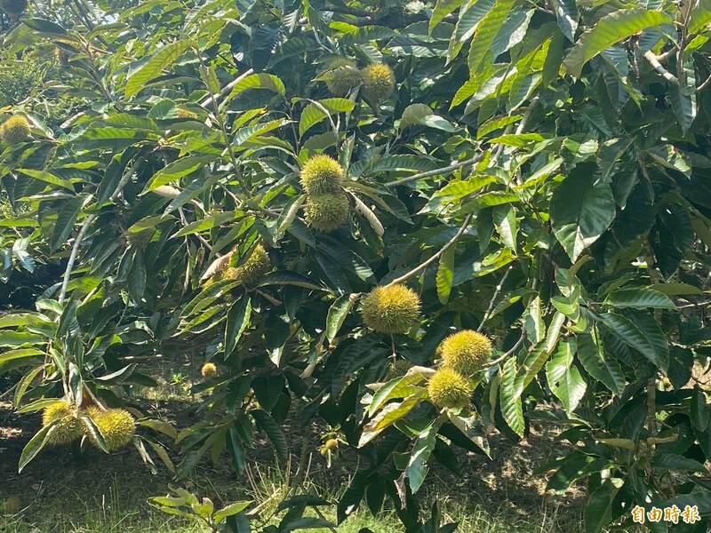 嘉義縣中埔鄉是台灣板栗最大產地。（記者蔡宗勳攝）