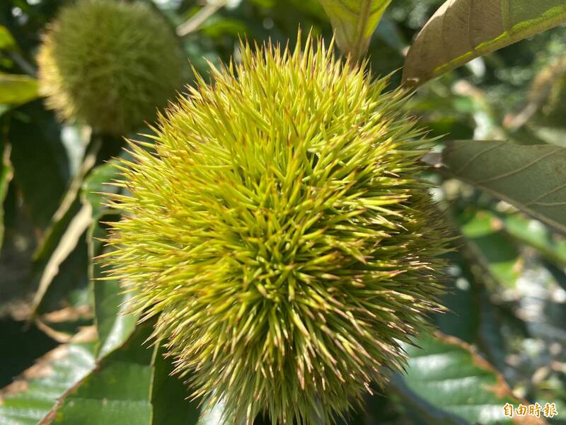嘉義縣中埔鄉是台灣板栗最大產地。（記者蔡宗勳攝）