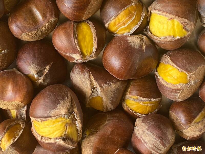 新鮮板粟鹽炒後呈現漂亮的金黃色，被稱為「黃金板栗」。（記者蔡宗勳攝）