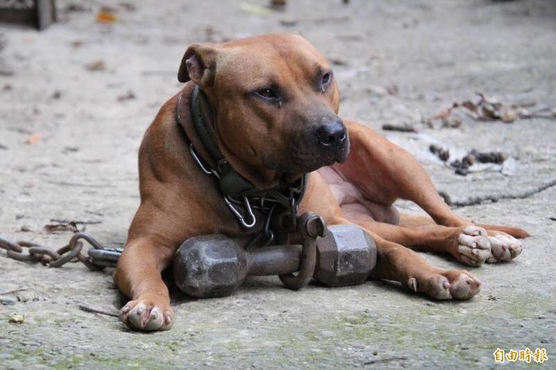 泰國發生比特犬咬死飼主的事件。（資料照）