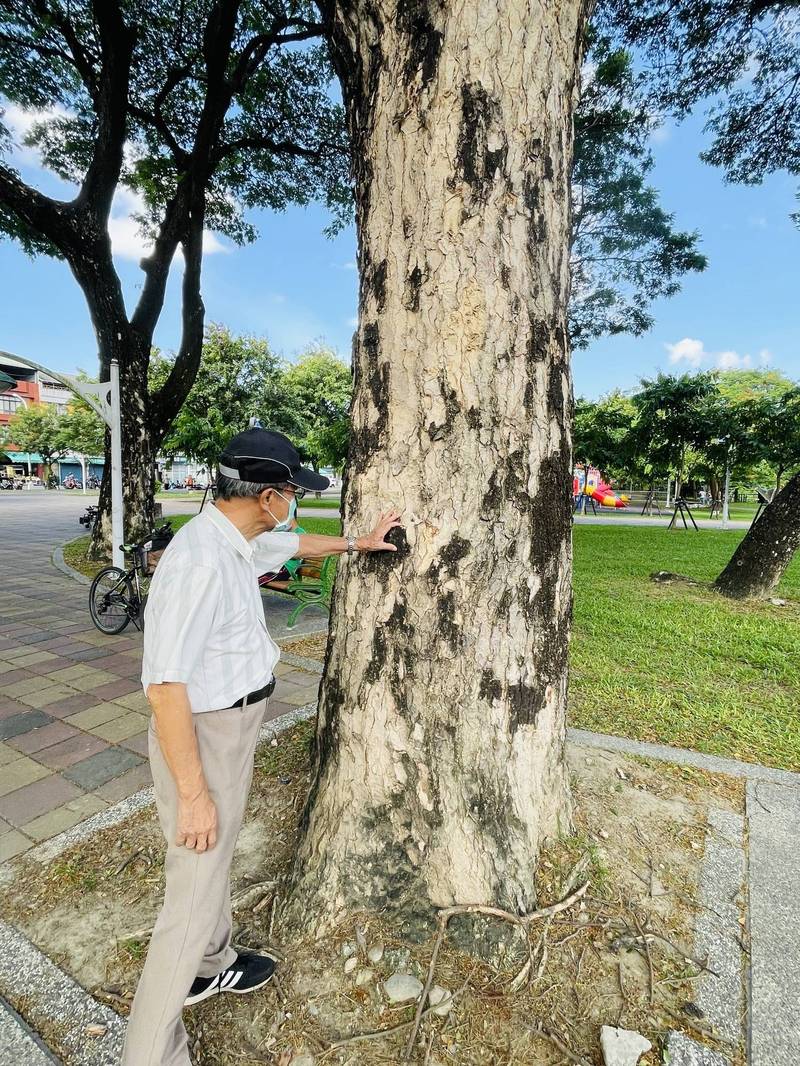 樹醫生梁文進對屏東市樹木健檢。（屏東市公所提供）