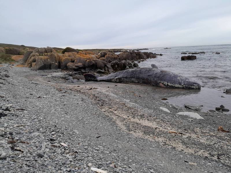 澳洲金岛岸边发现14头抹香鲸尸体，当局仍在调查死因。（路透）(photo:LTN)