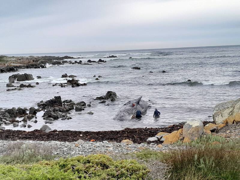 澳洲金岛岸边发现14头抹香鲸尸体，相关人员展开调查。（路透）(photo:LTN)