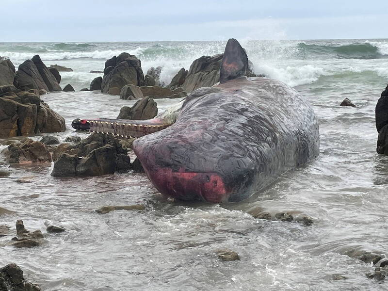 澳洲金岛岸边发现14头抹香鲸尸体。（欧新社）(photo:LTN)