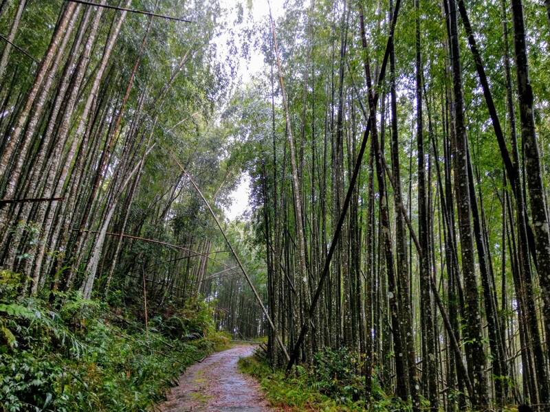 關山紅石林道今起恢復開放。（記者黃明堂翻攝）