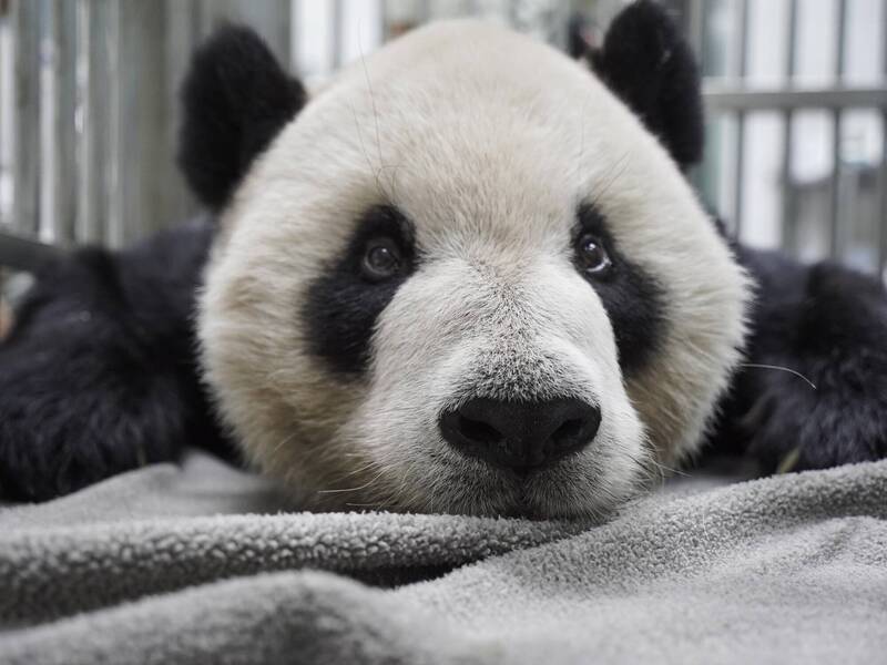 大貓熊「團團」麻醉後甦醒。（台北市立動物園提供）