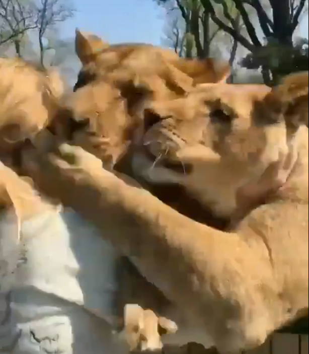 两只母狮见到保育员尼玛诺娃后，兴奋冲上前给予大大的拥抱。（图撷取自推特）(photo:LTN)