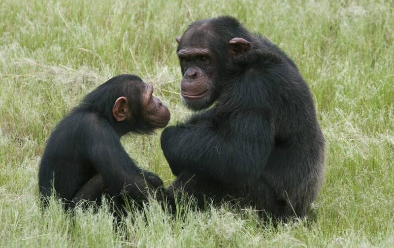刚果民共和国境内的保护地3只黑猩猩宝宝被绑架。图为示意图，与本新闻无关。（美联社）(photo:LTN)