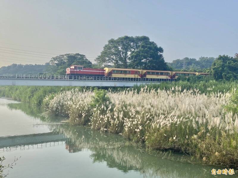 嘉義縣竹崎灣橋秘境的甜根子草花林鐵小火車相映成趣。（記者蔡宗勳攝）