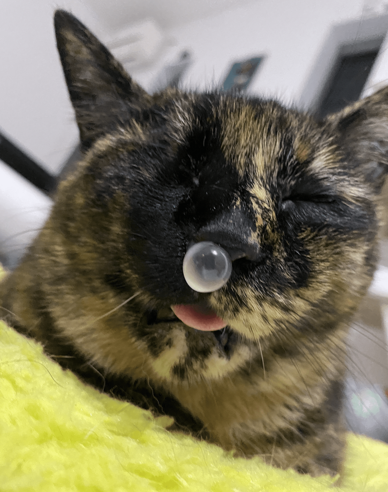 貓皇睡到一半「鼻起圓泡泡」 網驚呼︰好像動畫喔！