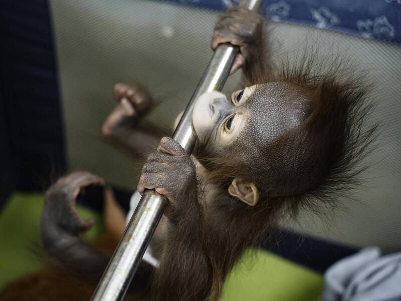 鍛練手臂的肌耐力，是幼猿必備的生存技能。（台北市立動物園提供）