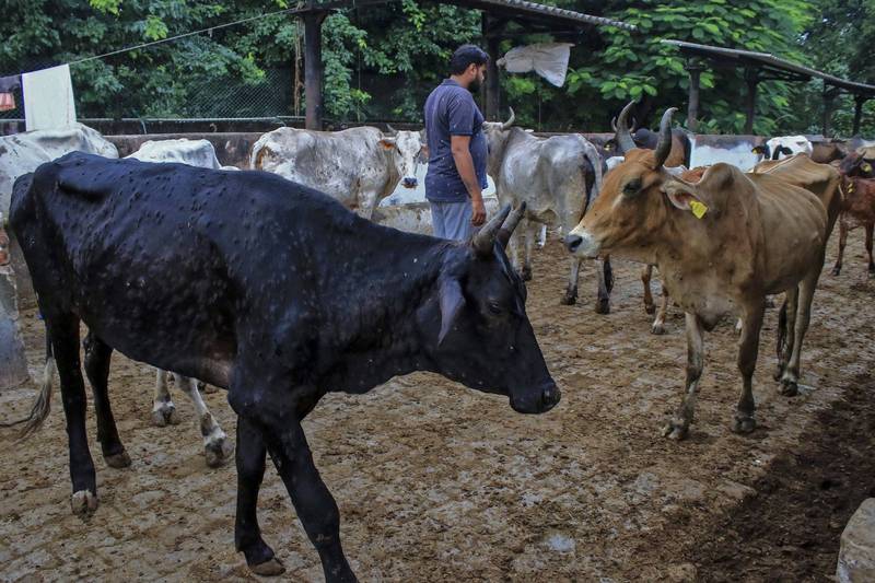 印度蔓延一种病毒性疾病，已导致近10万头乳牛和水牛死亡，超过200万人患病。（美联社）(photo:LTN)