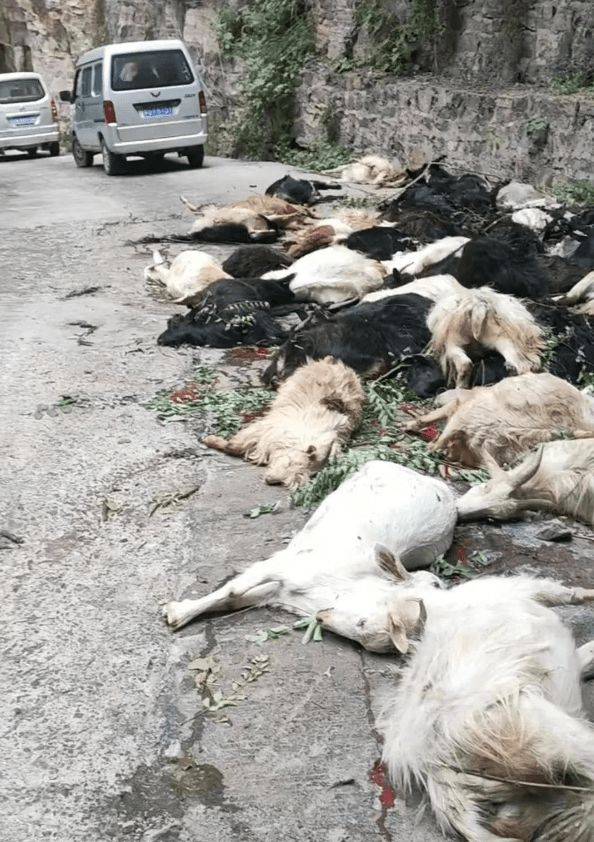 中国河南一名牧场主人赶羊下山，结果羊群受到惊吓乱窜，其中18只羊跳崖摔死。（翻摄微博）(photo:LTN)