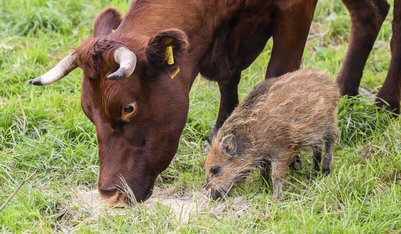 德国1只小野猪渡河时和家族走散，混进一群牛牛里面生活。（美联社）(photo:LTN)