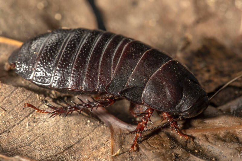 大型无翅蟑螂豪勋爵岛蟑螂一度被认为绝种。（图撷自新南威尔士州规划与环境部）(photo:LTN)