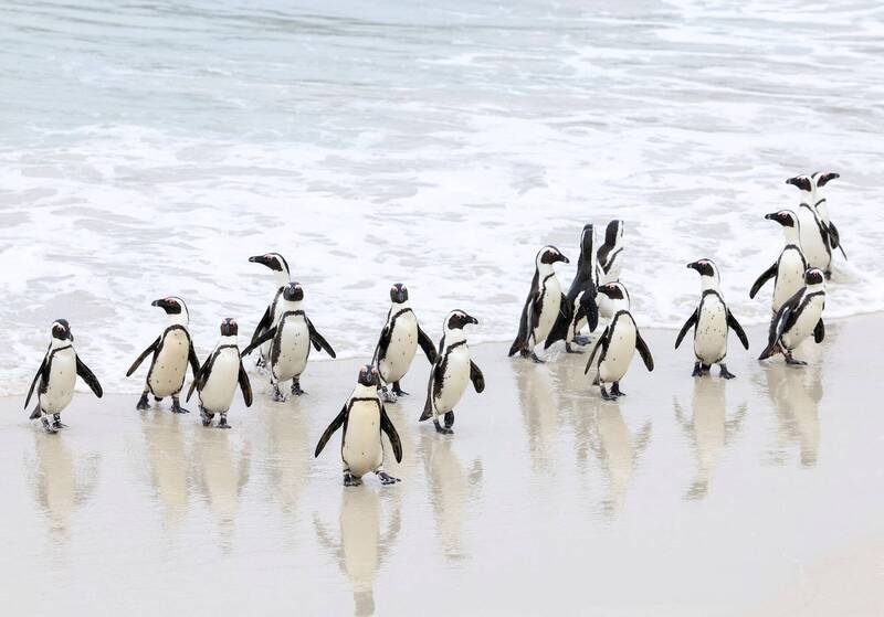南极一间邮局日前发出一个特别的职缺，工作内容是统计当地企鹅的数量，职缺一出，立刻吸引6000名求职者投递履历。示意图。（路透）(photo:LTN)