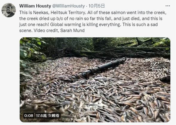 加拿大卑詩省正歷經乾旱時期，造成上千隻野生迴游鮭魚死亡。（圖擷取自推特）