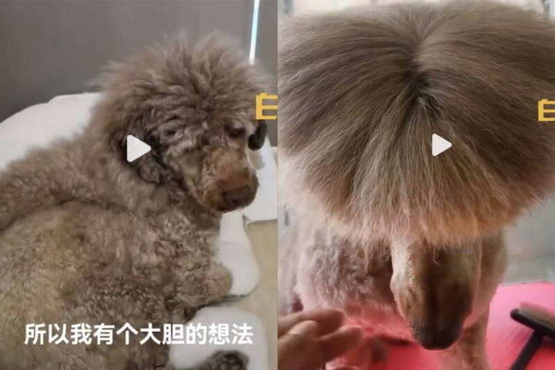 弄巧成拙！網友幫寵物上直髮膏 改造後「貴賓變河童」