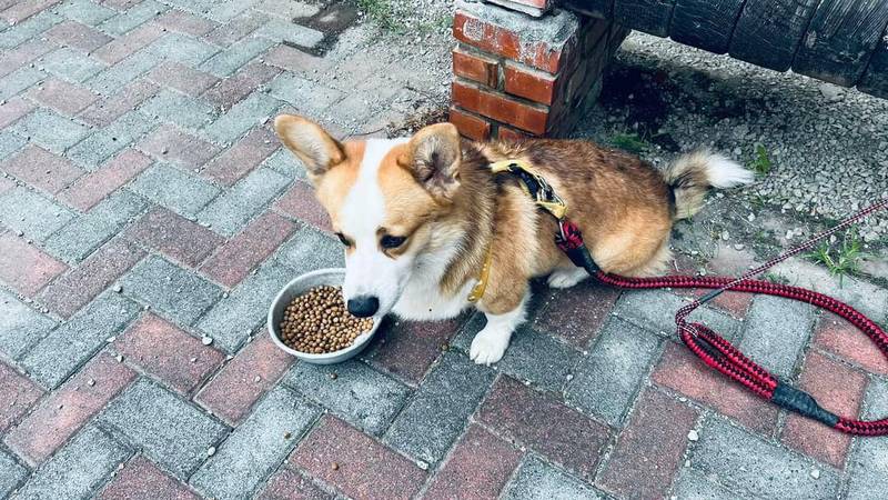 1隻拴著項圈與狗鍊的柯基犬，昨晚在菁寮派出所前徘徊，值班警員林欣翰遲未看見主人，將柯基犬帶入所內安置。（警方提供）